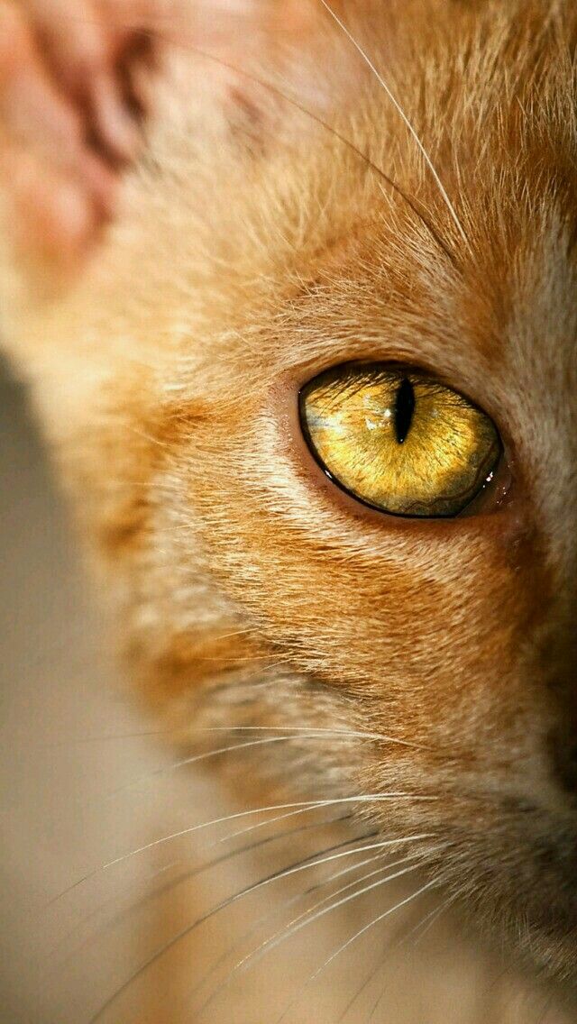 Perle Occhio della Tigre dorato